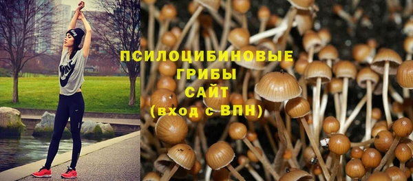 прущие грибы Аркадак