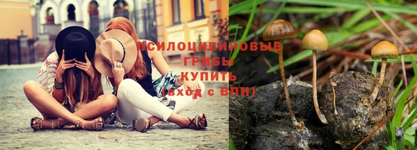 прущие грибы Аркадак