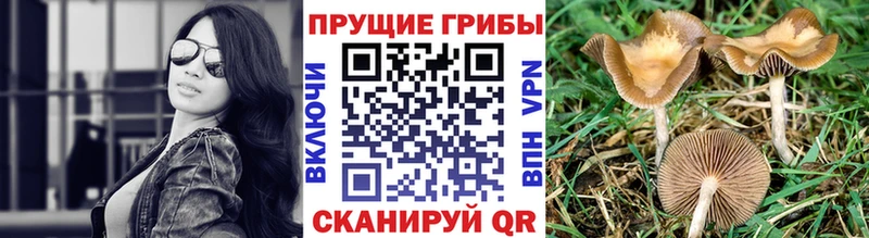 Галлюциногенные грибы GOLDEN TEACHER  где найти   omg ONION  Малмыж 